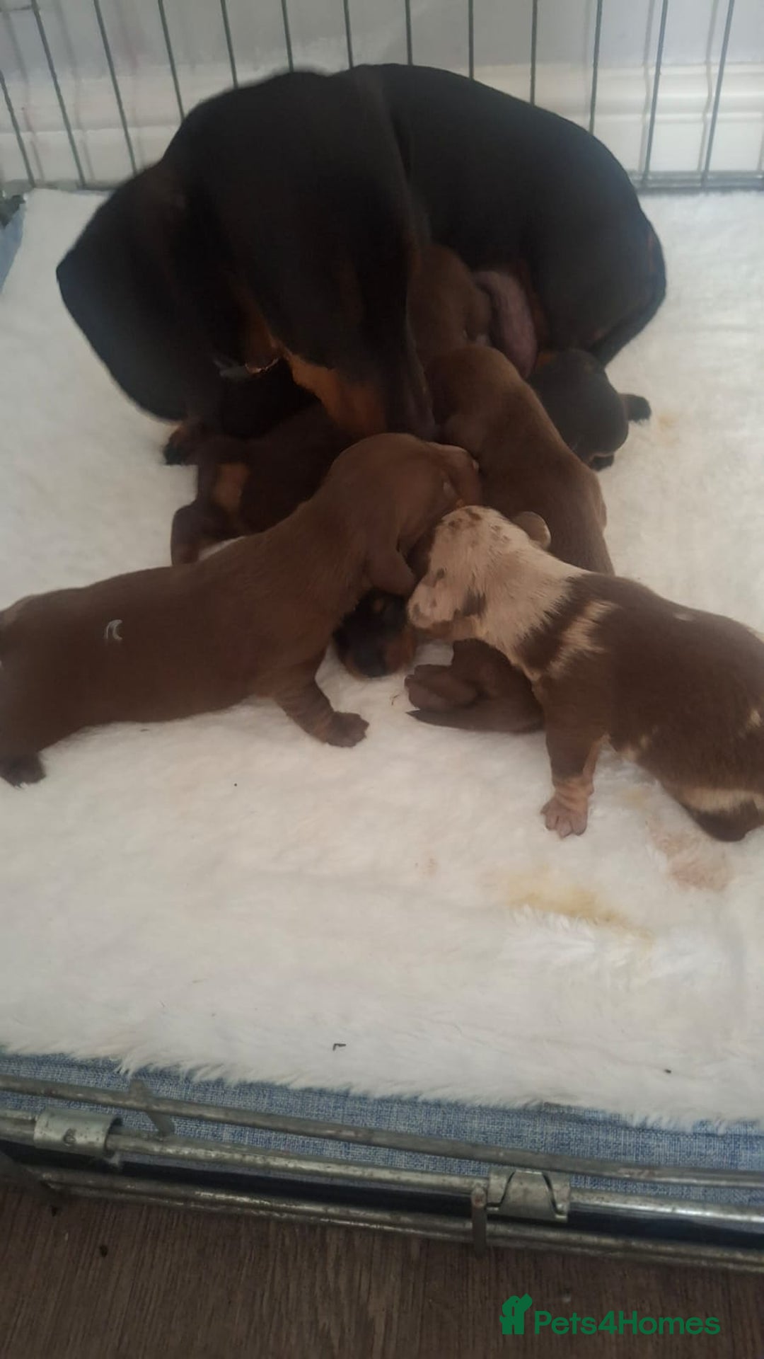 Dachshund dogs for sale: Puppies  - Image 3