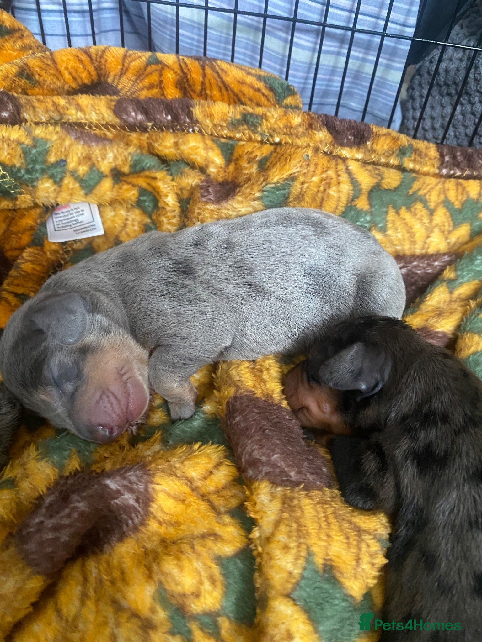 Dachshund dogs Tri silver dapple dachshunds ❤️ - Advert 9