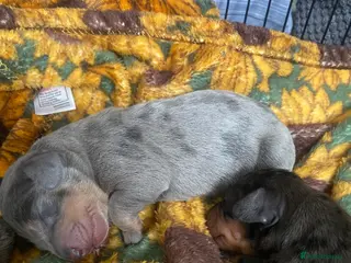 Dachshund dogs Tri silver dapple dachshunds ❤️ - Advert 9