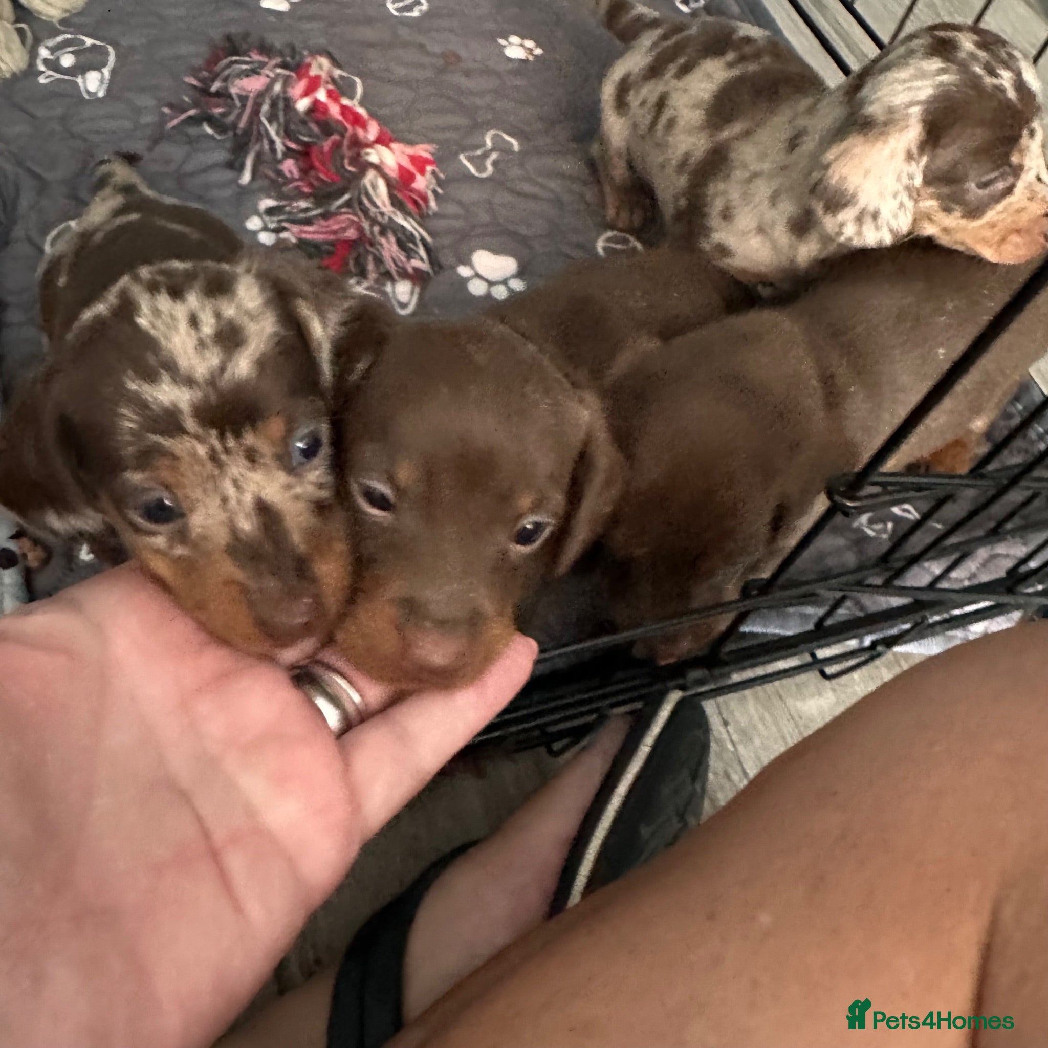 Miniature Dachshund dogs Miniature Dachshund KC Reg Puppies - Advert 2