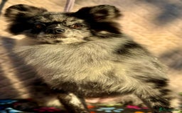 Pomeranian dogs for adoption: Smokey’s Story: From Suffering to Hope - Image 3