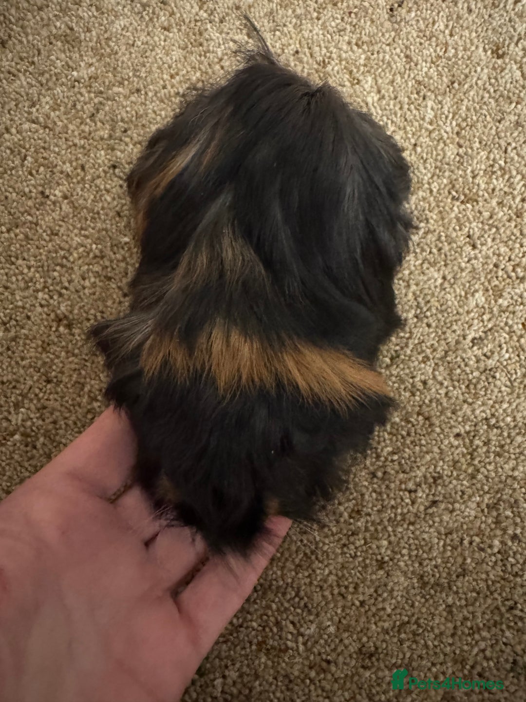 Guinea Pig rodents for sale: Peruvian Tri coloured baby boar  - Advert 5