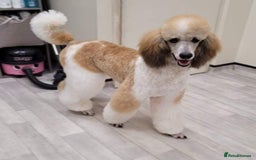 Standard Poodle dogs for stud: K.C Registered Standard poodle in Nottingham - Image 1