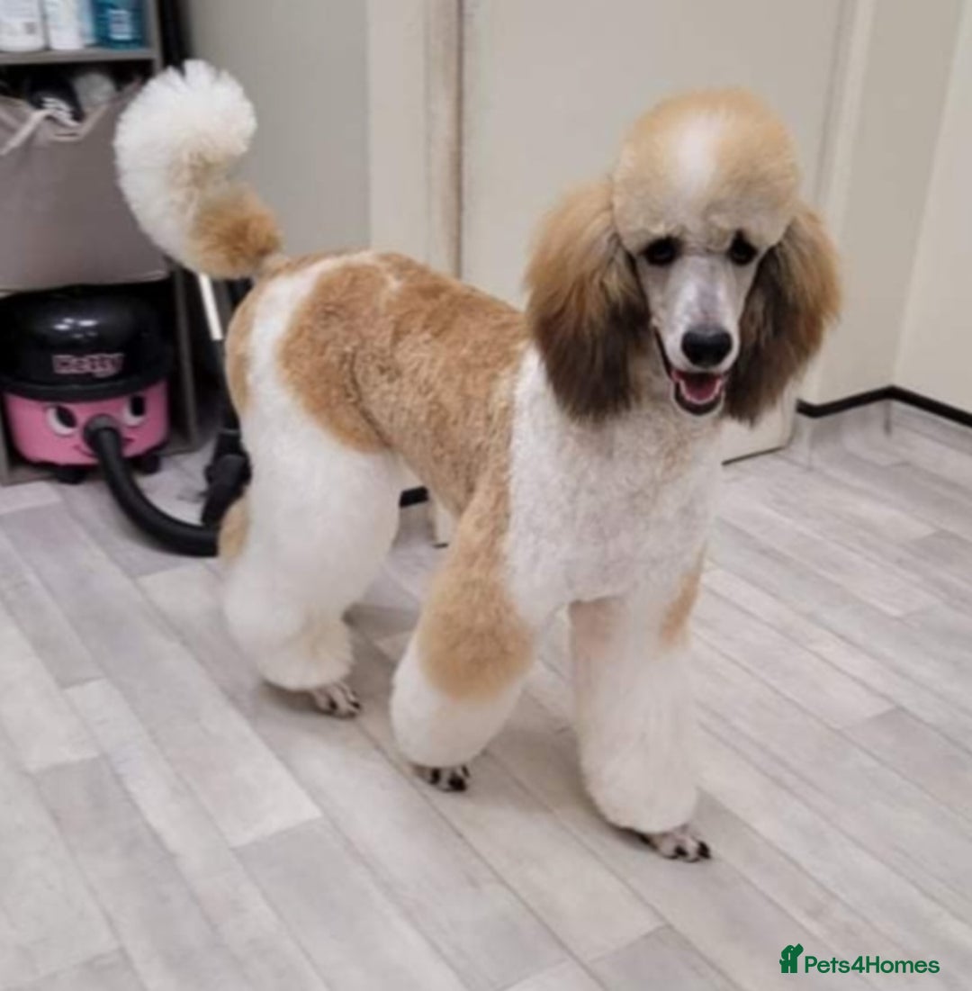 Standard Poodle dogs for stud: K.C Registered Standard poodle in Nottingham - Image 1