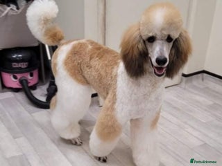 Standard Poodle dogs in Nottingham - Advert 3