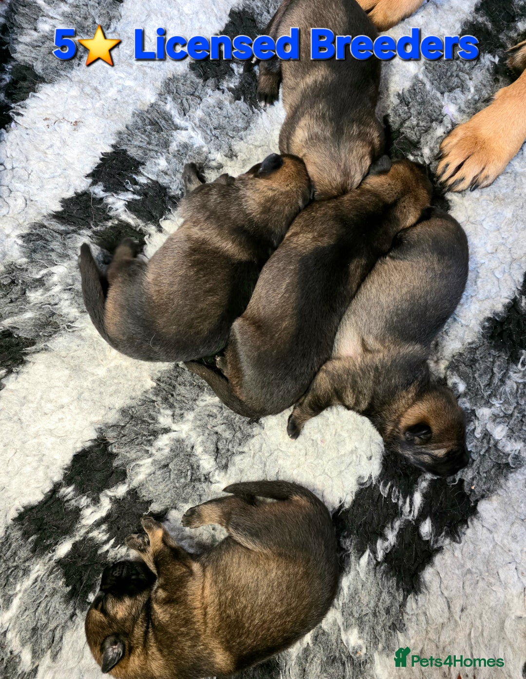 German Shepherd dogs for sale: Superb Working Line German Shepherds  - Advert 1