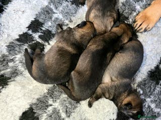 German Shepherd dogs Superb Working Line German Shepherds - Advert 6