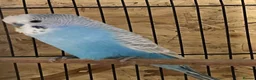 Budgerigars birds for sale: Nice Budgies pair  - Advert 3