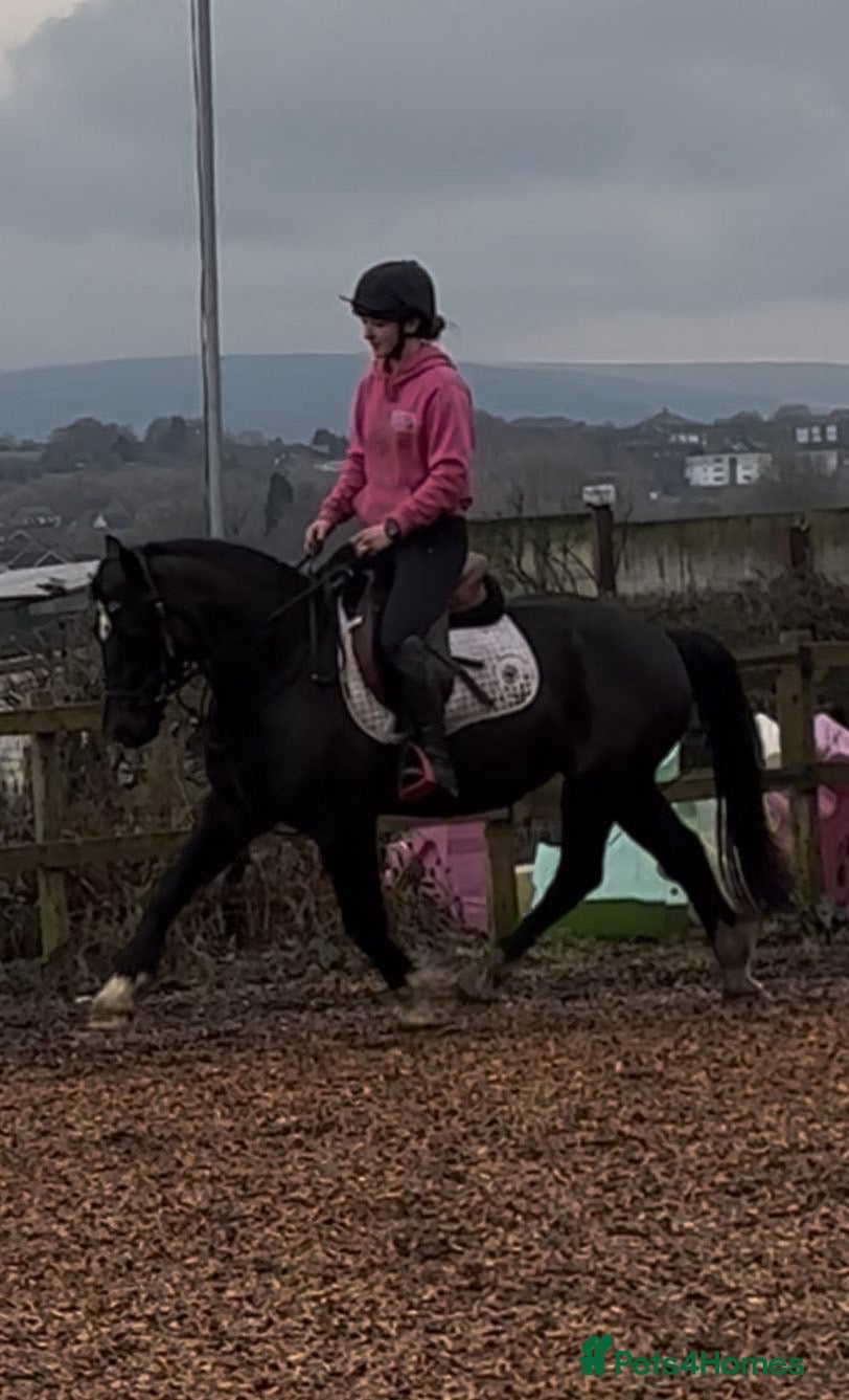 Welsh Section D horses Elsi Welsh D mare  - Advert 1