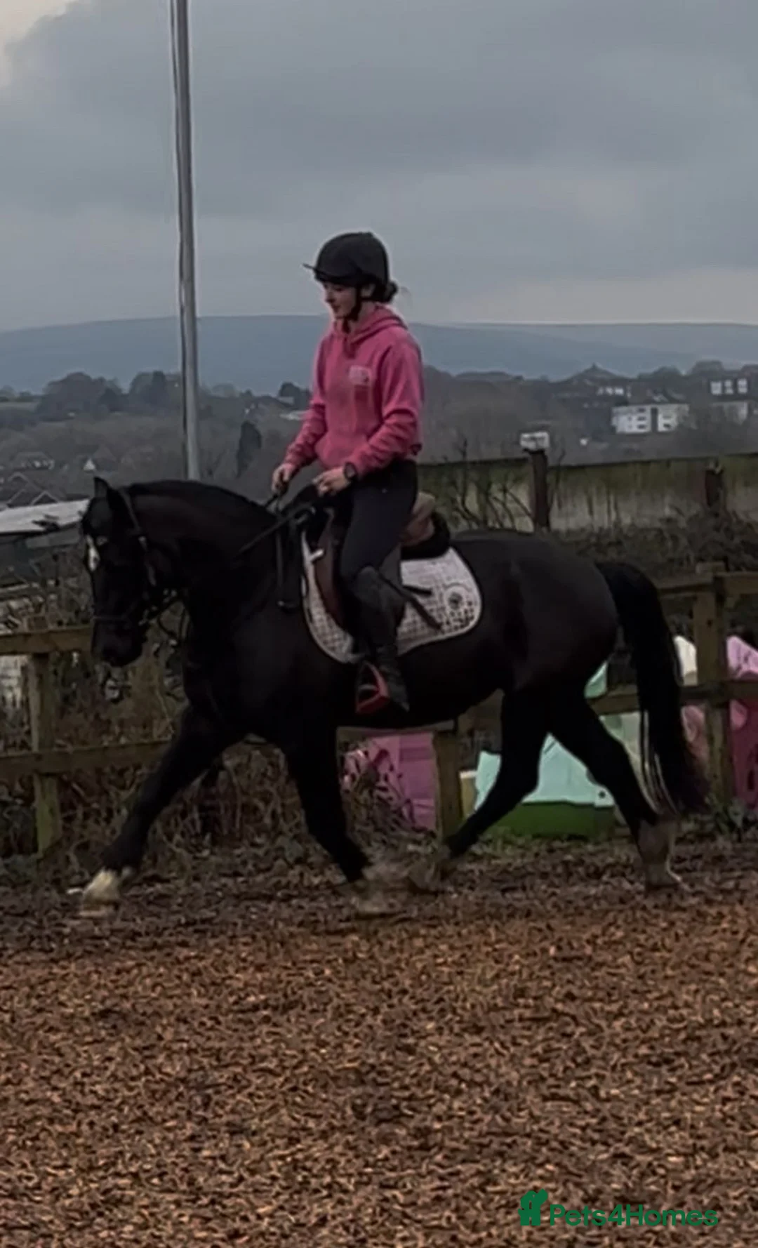 Welsh Section D horses for sale: Elsi Welsh D mare  - Advert 1