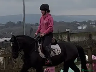 Welsh Section D horses Elsi Welsh D mare - Advert 1