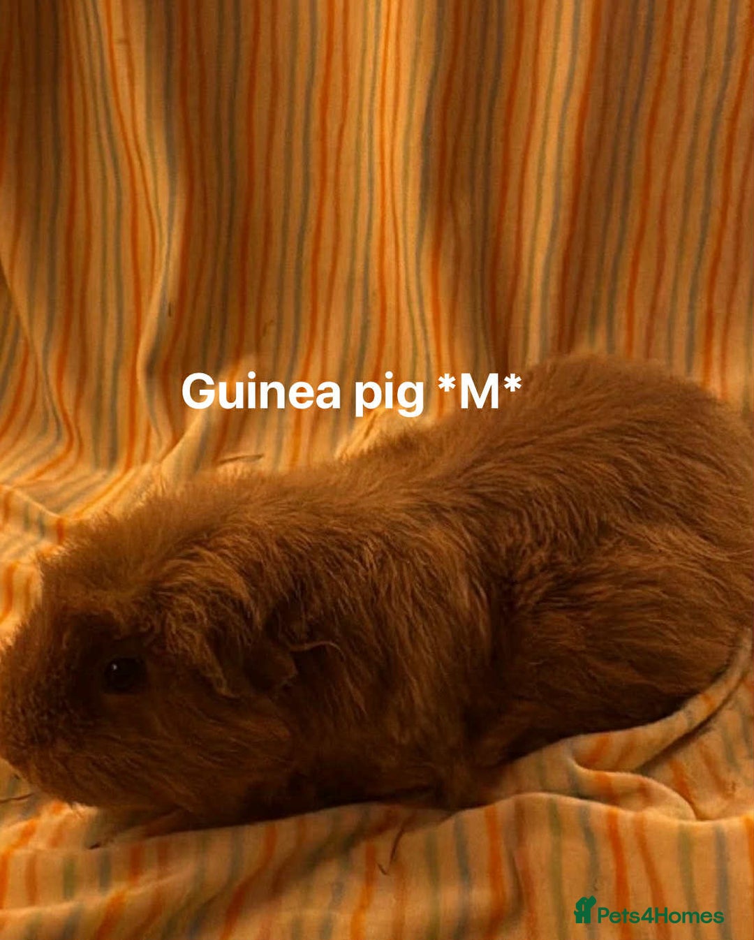 Guinea Pig rodents for sale: Mixed age female Guinea pigs for sale - Advert 12