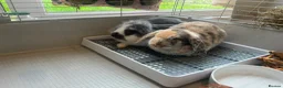 Lionhead rabbits for sale: Two Girl Bunnies Holland Lop & Lion Head  in Tranent - Advert 9