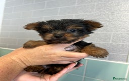 Yorkshire Terrier dogs for sale: Tiny Yorkshire terrier puppies for sale  - Image 7