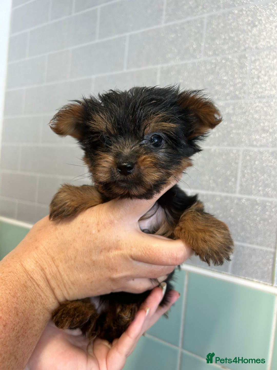 Yorkshire Terrier dogs for sale: Tiny Yorkshire terrier puppies for sale  - Image 7