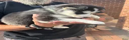 Siberian Husky dogs for sale: Siberian Husky puppies 1 boy 4 girls - Advert 13