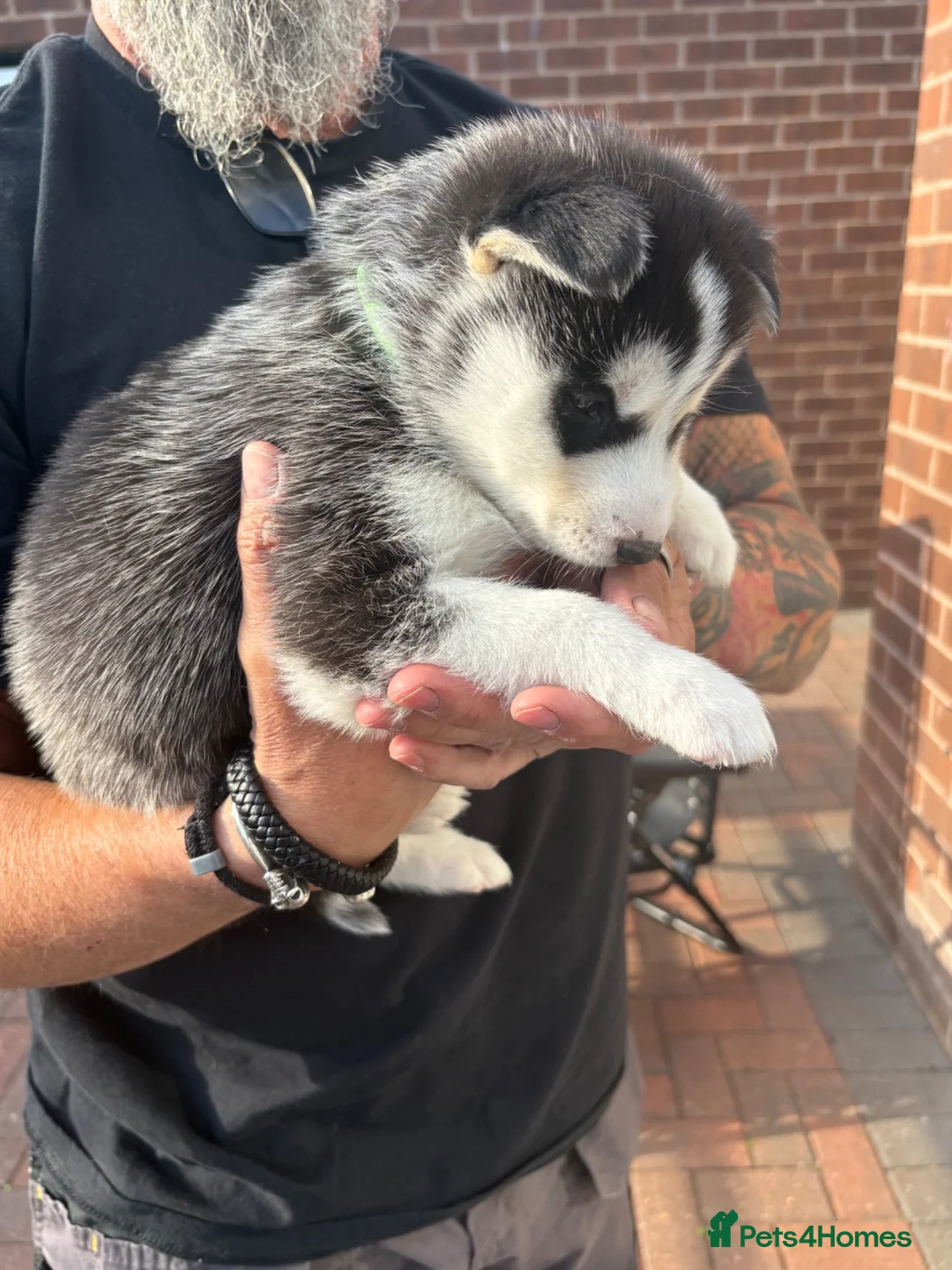 Siberian Husky dogs for sale: Siberian Husky puppies 1 boy 4 girls - Advert 13