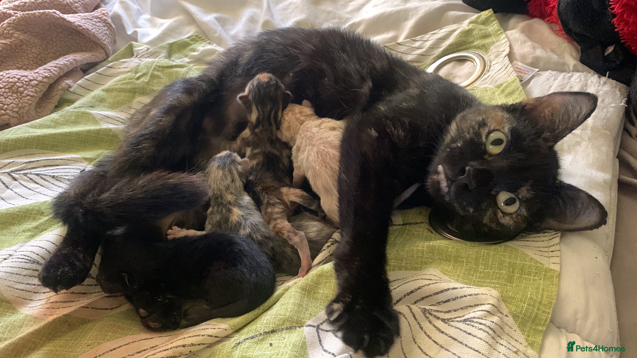 Mixed Breed cats 3 beautiful female cats for sale. - Advert 1