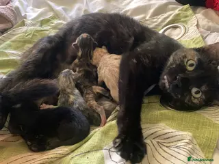 Mixed Breed cats 3 beautiful female cats for sale. - Advert 1