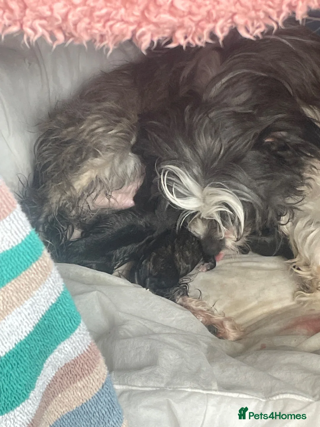 Shihpoo dogs for sale: READY SOON  in Louth - Advert 1