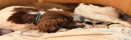 English Springer Spaniel dogs for sale: Pedigree springer spaniel Puppies in Stirling - Advert 2