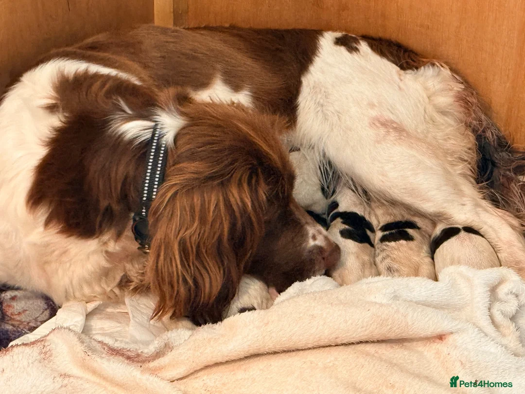 English Springer Spaniel dogs for sale: Pedigree springer spaniel Puppies in Stirling - Advert 2