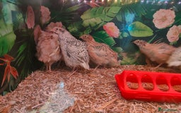 Quail poultry for sale: Mixed Japanese Courtnix Quails - Image 12