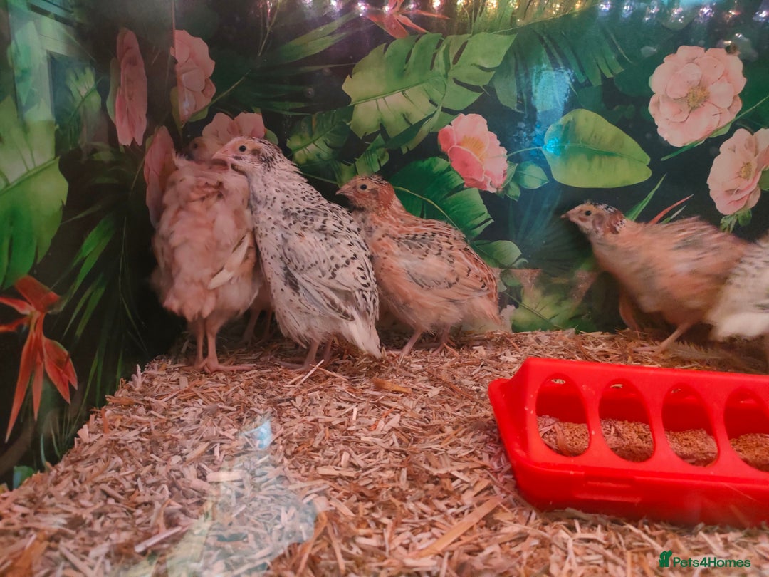 Quail poultry for sale: Mixed Japanese Courtnix Quails - Image 12