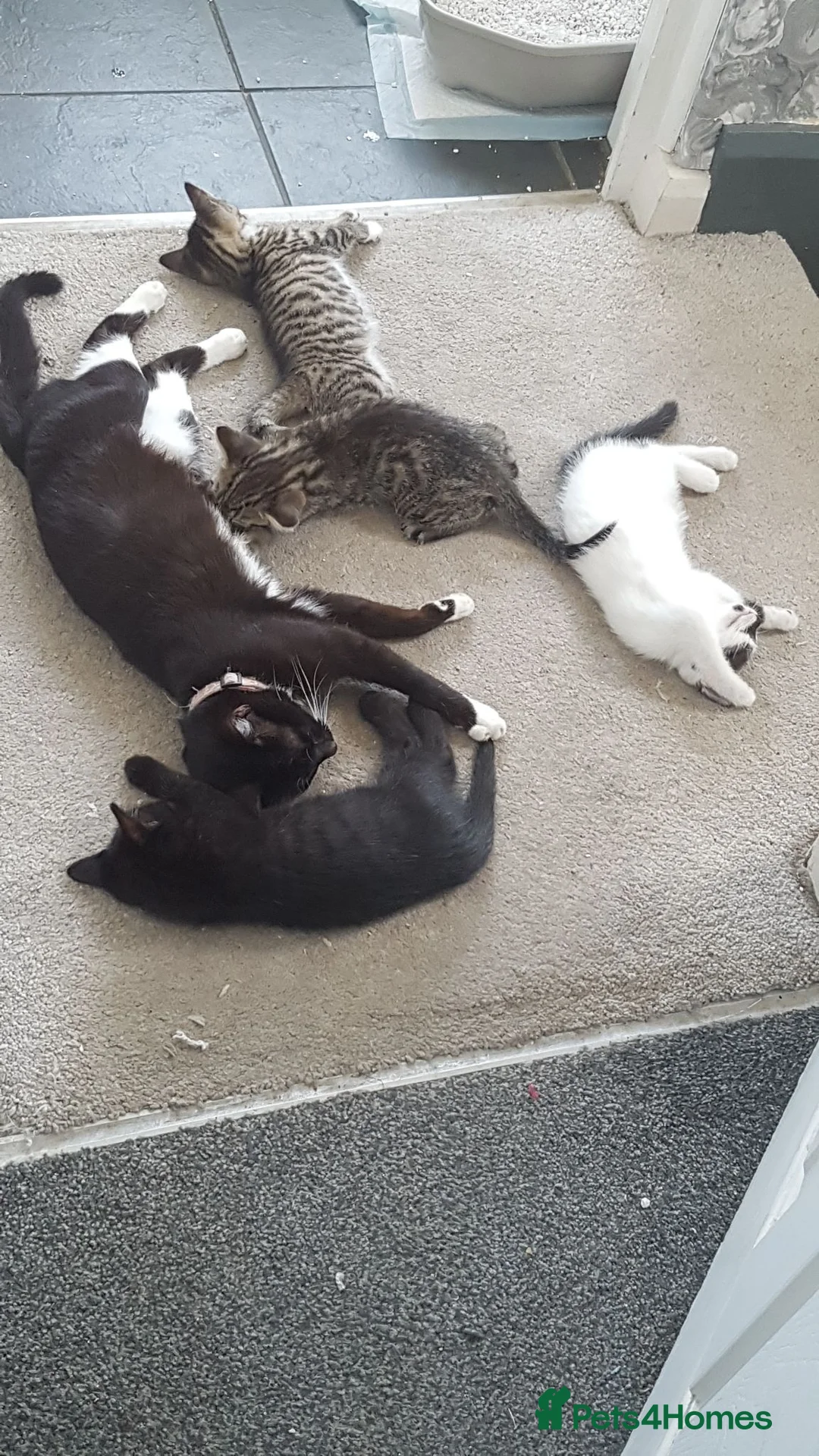 Domestic Shorthair cats for sale: Domestic house kittens  in Derby - Advert 2