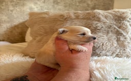 Morkie dogs for sale: Teacup Maltese/morkie babies  - Image 9
