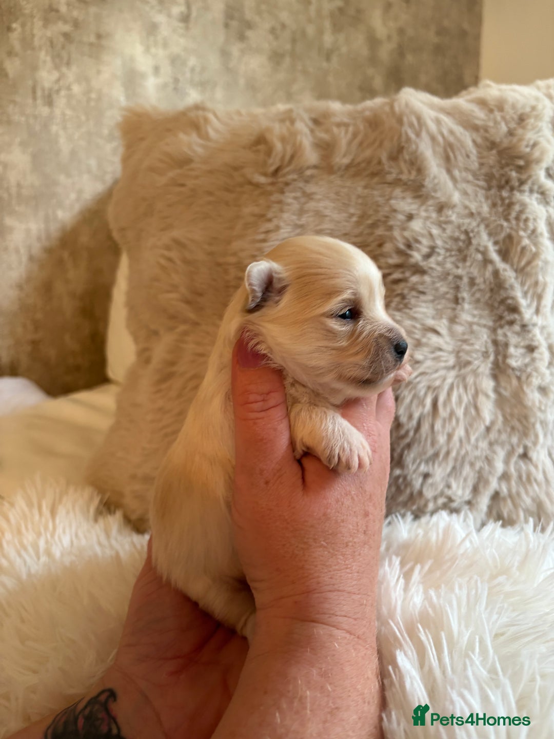 Morkie dogs for sale: Teacup Maltese/morkie babies  - Image 9