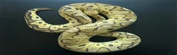 Python Snake reptiles for sale: Royal Pythons available  - Advert 2