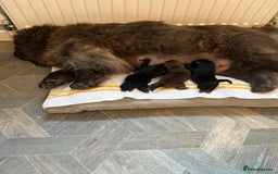 Chow Chow dogs for sale: Amazing chow chow puppies for sale  - Image 3