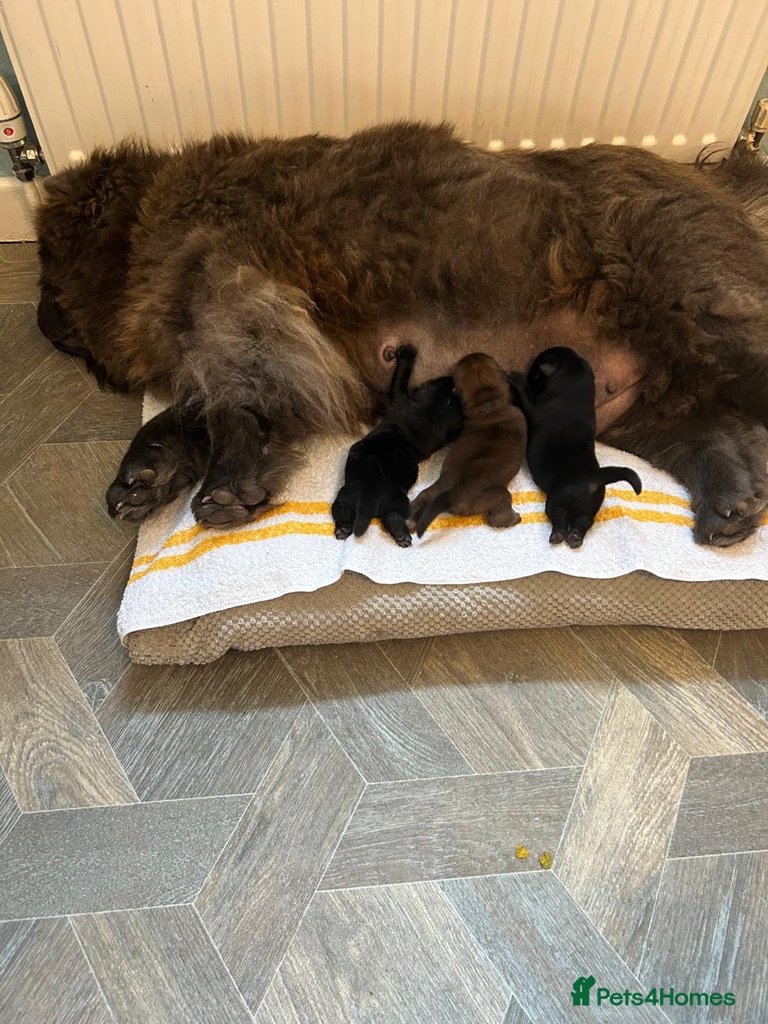 Chow Chow dogs for sale: Amazing chow chow puppies for sale  - Image 3