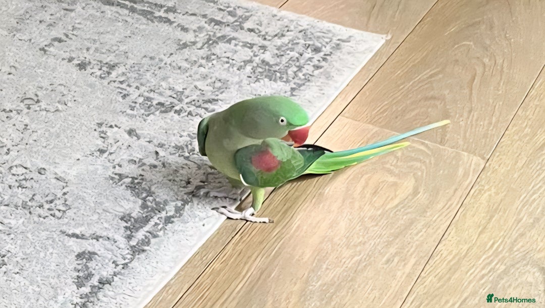 Parakeets birds for sale: Alexandrine Parrot for sale - Image 2