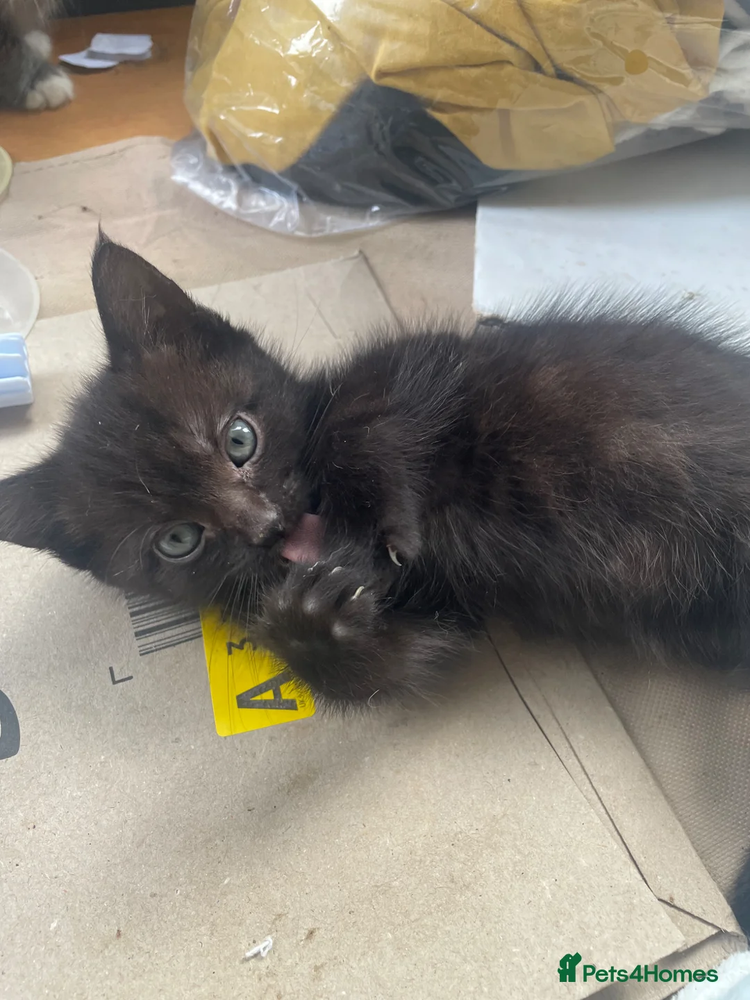 Mixed Breed cats for sale: Two black kittens - Advert 2