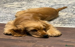 Cocker Spaniel dogs for sale: Beautiful Summer - Image 10