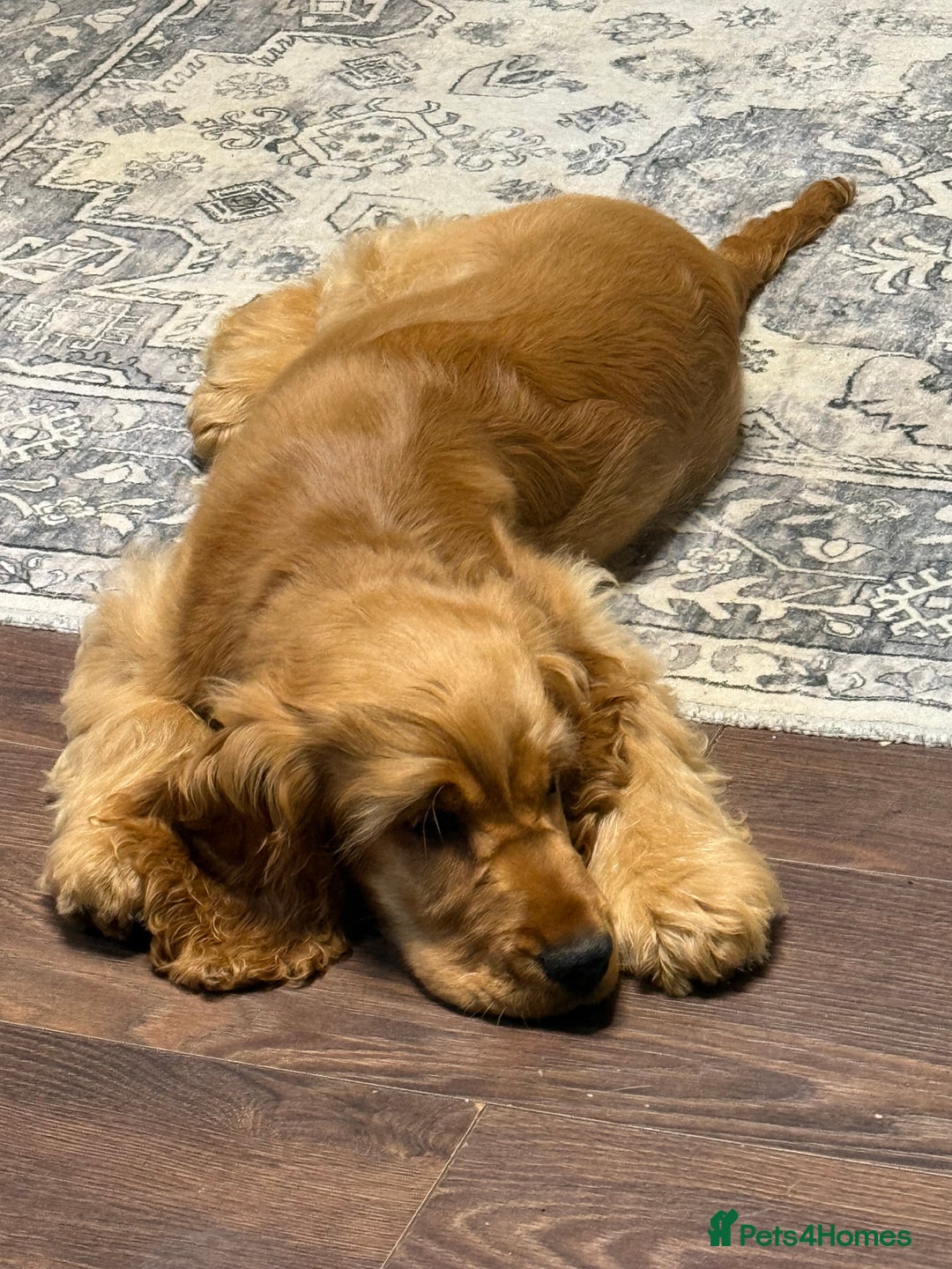 Cocker Spaniel dogs for sale: Beautiful Summer - Image 10