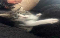 Mixed Breed cats for sale: Female kitten  - Image 4