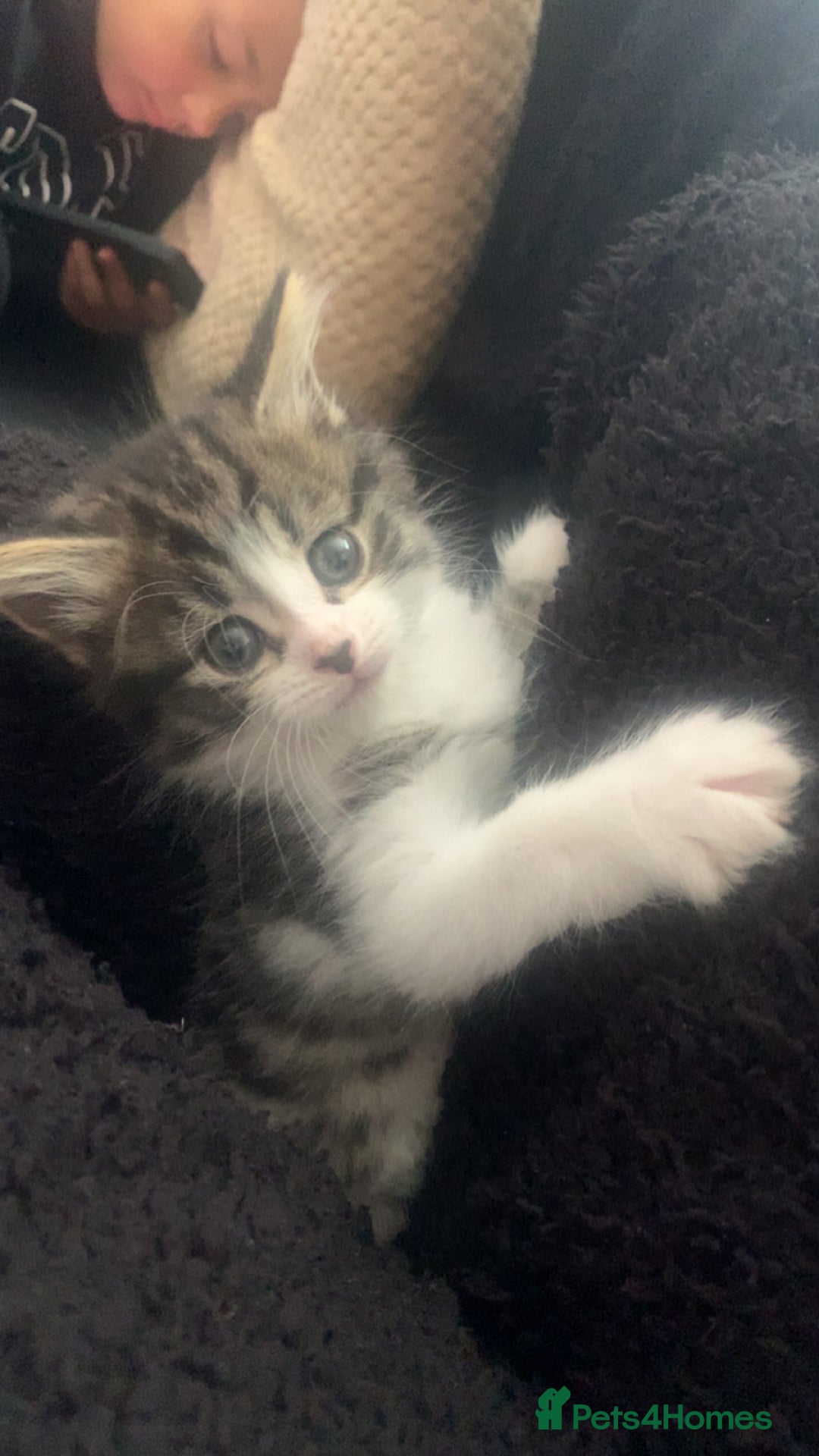 Mixed Breed cats for sale: Female kitten  - Image 4