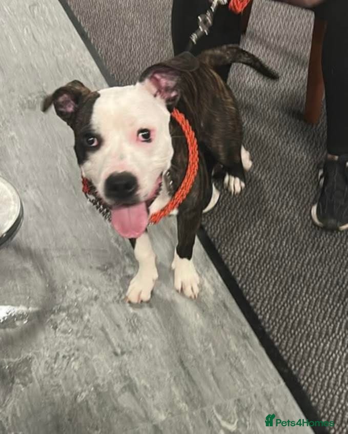 Staffordshire Bull Terrier dogs Male staffy - Advert 2