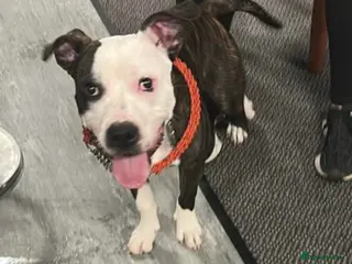 Staffordshire Bull Terrier dogs Male staffy - Advert 2