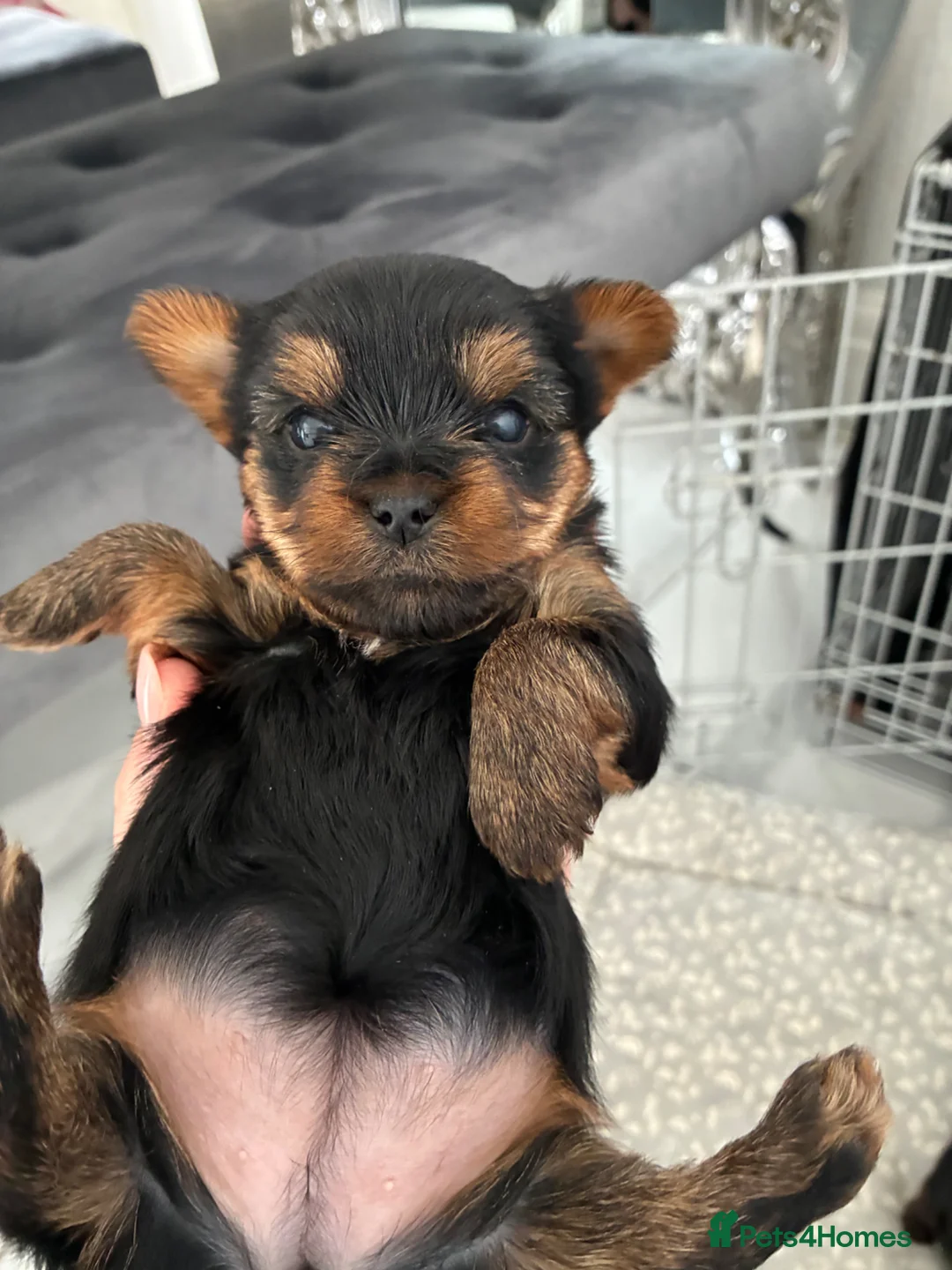 Yorkshire Terrier dogs for sale: Kc Yorkshire terrier puppy’s  - Advert 1