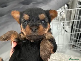 Yorkshire Terrier dogs Kc Yorkshire terrier puppy’s - Advert 18