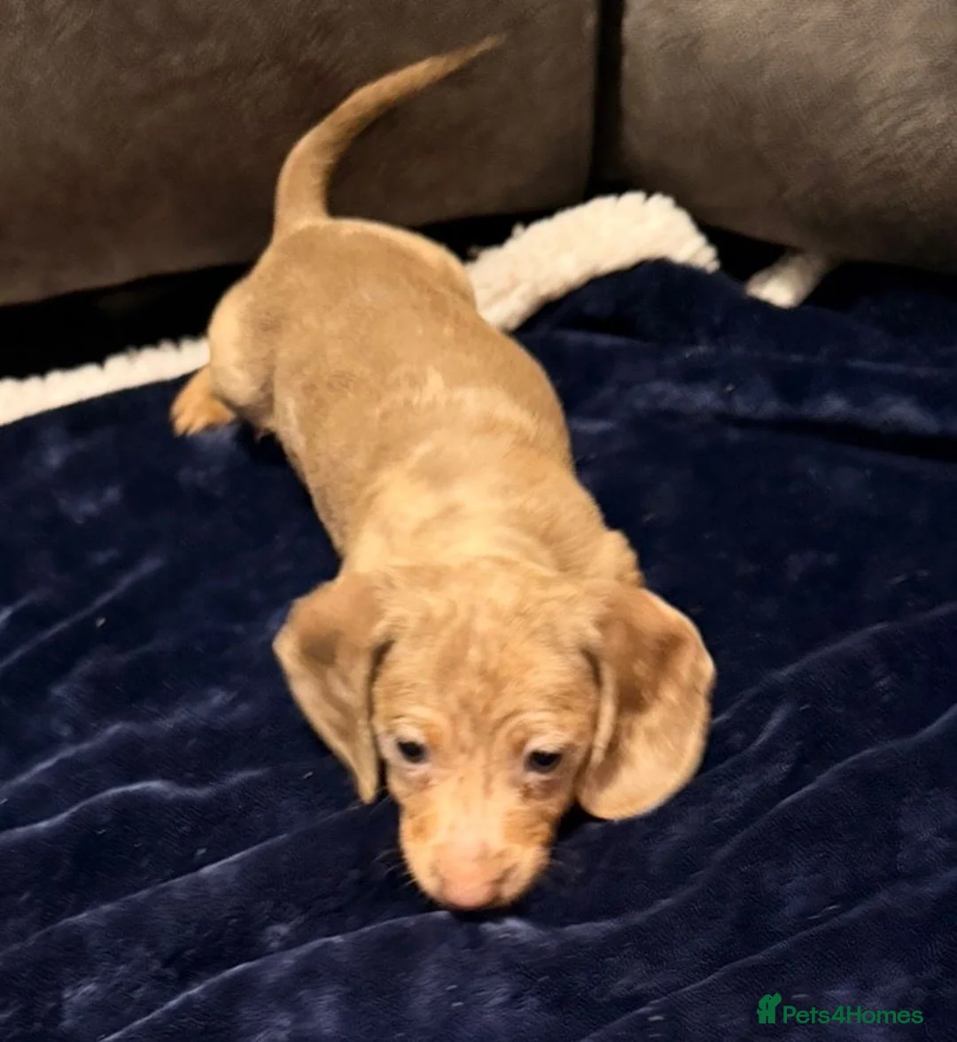 Miniature Dachshund dogs for sale: Miniature Dachshund Puppies - Advert 6