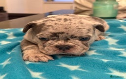 French Bulldog dogs for sale: Adorable French Bulldog Puppies for Sale 🐾 - Advert 15