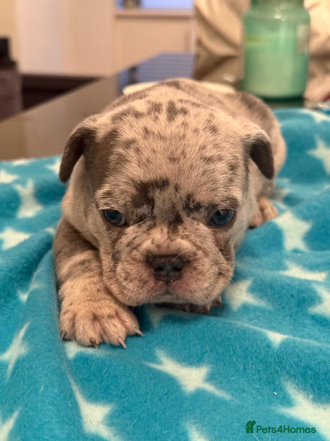 French Bulldog dogs for sale: Adorable French Bulldog Puppies for Sale 🐾 - Advert 15
