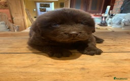 Newfoundland dogs for sale: 🐾 Beautiful Chocolate Newfoundland Puppy (LAST 1) - Image 8