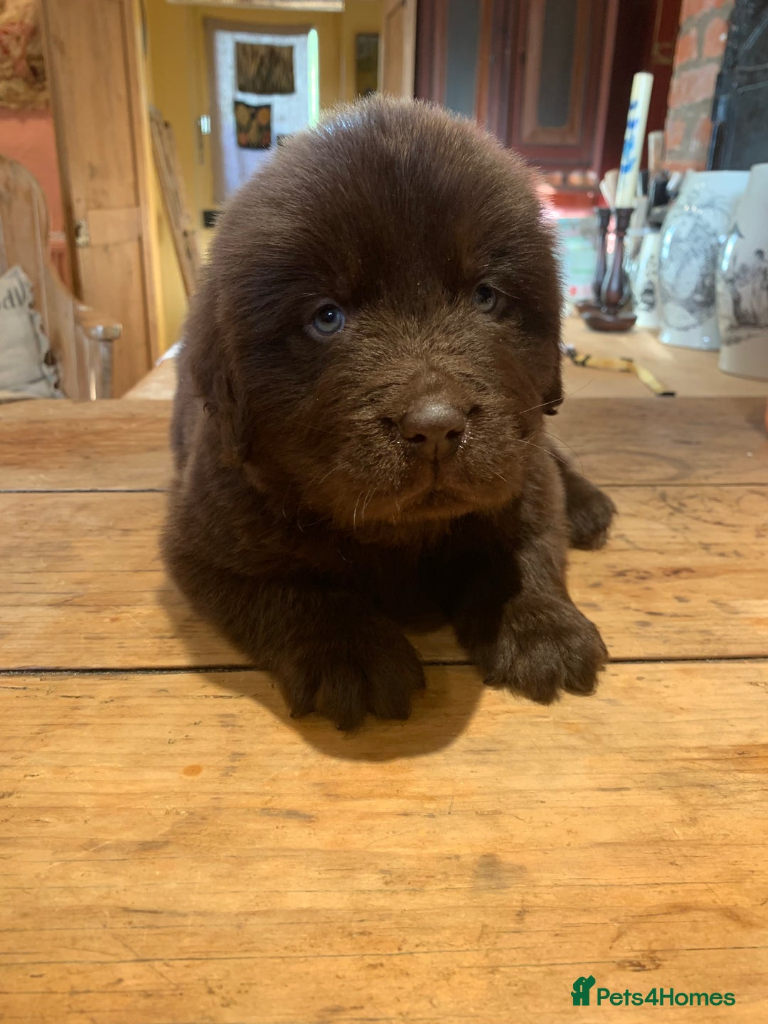 Newfoundland dogs for sale: 🐾 Beautiful Chocolate Newfoundland Puppy (LAST 1) - Image 8