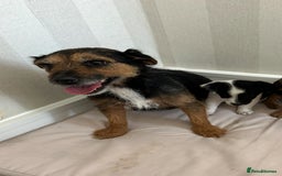 Mixed Breed dogs for sale: Jack Russell Boy  - Image 6